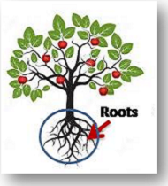 Roots